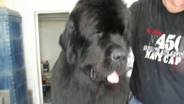 Terra Nova(Newfoundland) BLACKY FAUSTO G.B.D.- grooming with IULIA IONESI- iunie 2014 смотреть онлайн