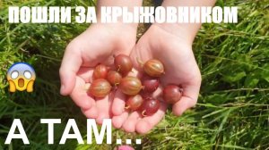 ПОШЛИ ЗА КРЫЖОВНИКОМ...А ТАМ!!!../ПО ДОРОГЕ С МАМОЙ