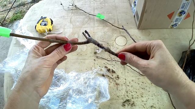 Питомник Orangeisland не рекомендую/посылка 2020 от 