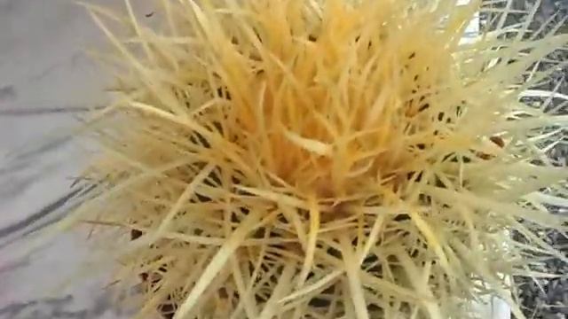 Ferocactus Chrysacanthus Spinosissima