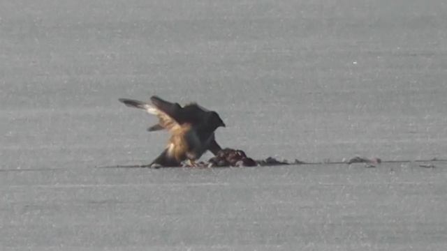 Sokol stěhovavý-Falco peregrinus-Wanderfalke-Peregrine Falcon-Bránil potravu proti káňatům смотреть онлайн