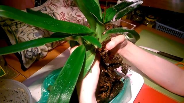 ОРХИДЕЯ ПАФИОПЕДИЛУМ _ ПЕРЕСАДКА _ РАЗДЕЛЕНИЕ КУСТА смотреть онлайн