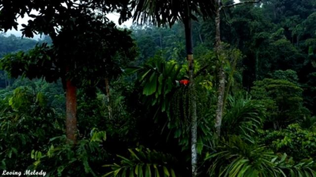 Нежная лечебная музыка для здоровья и успокоения нервной системы, глубокого расслабления