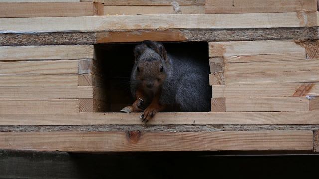 осторожная белка смотреть онлайн