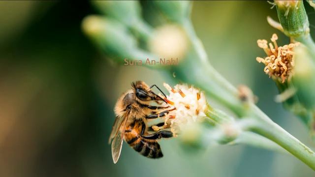 Al Quran Chapter 16 | Sura An-Nahl (The Bee) | Tamil Translation смотреть онлайн