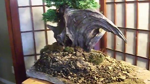 tanuki http://toranoyama.forumetoile.com/post (BONSAÏ NO TORA NO YAMA) смотреть онлайн