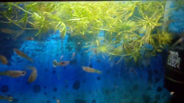 все о гуппи эндлера. смотреть онлайн