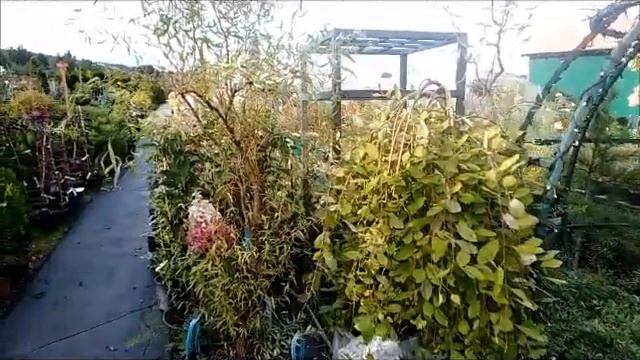 САДОВЫЙ ЦЕНТР Дмитровское шоссе смотреть онлайн