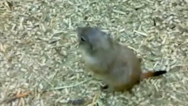 степные собачки - 2 смотреть онлайн