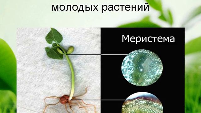 Стволовые клетки растений в косметике Лариса Кузьменко смотреть онлайн