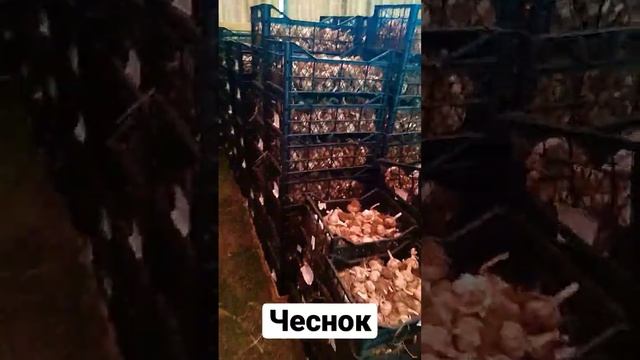 Чеснок обзор Любаша и Григорий Комаров смотреть онлайн