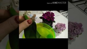 Орхидея  без корней. Как спасти без особых затрат?!!!