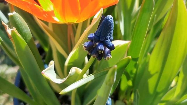 Early Spring Tulips: Tulipa Alba Caerulea Oculata, Praestans, Eichleri, Sylvestris