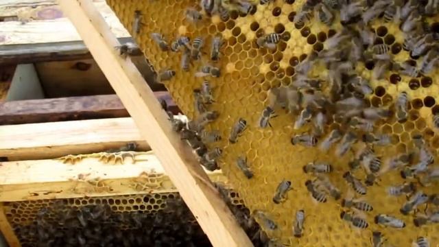 Віртуальна екскурсія, спостереження на пасіку "Бережіть бджілок" смотреть онлайн