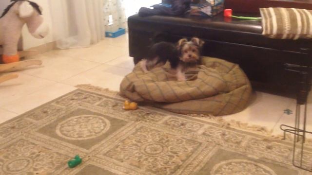 Чуча атакует :) смотреть онлайн