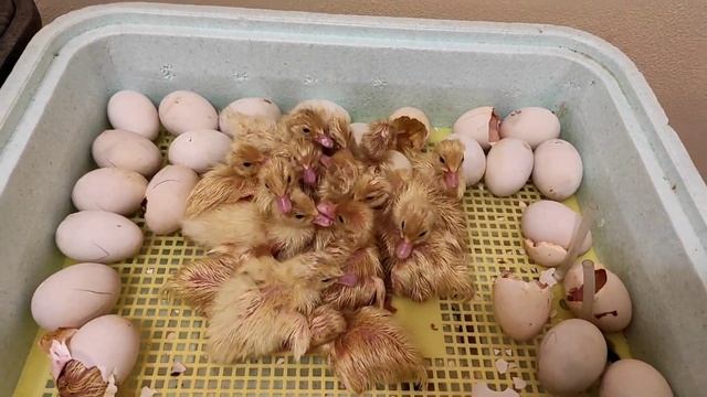 ИНКУБАЦИЯ ЯИЦ МУСКУСНЫХ УТОК. 100% РЕЗУЛЬТАТ. ТАКОМУ ВЫВОДУ ПОЗАВИДУЮТ ВСЕ. ОЧЕНЬ МНОГО УТЯТ. смотреть онлайн