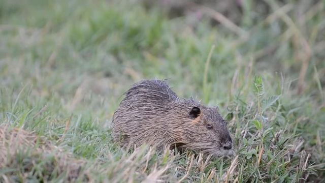 Nikon D3100 Video Test смотреть онлайн