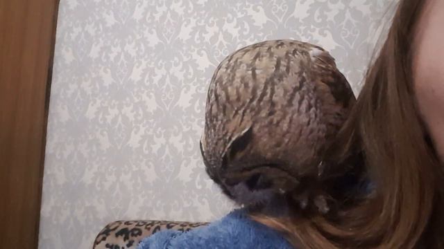 Груминг от совы Кёрби (архив) смотреть онлайн