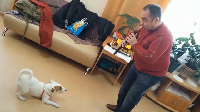 Джек Рассел терьер по имени Вольт поёт под аккомпанемент армянского дудука / Volt and Duduk смотреть онлайн