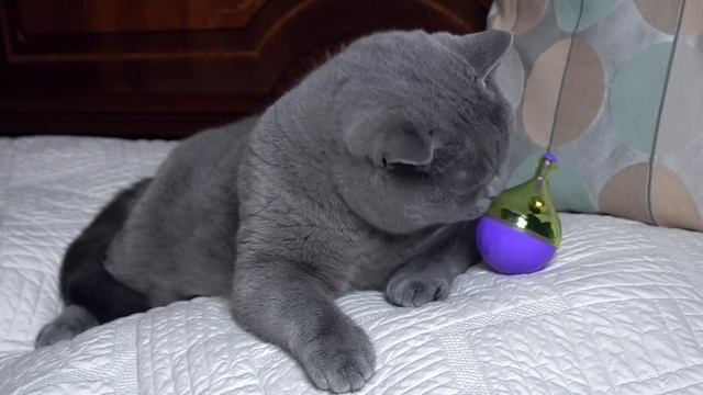 Delicious game / ДРАЗНИЛКА для КОТА закопана / 猫的整洁玩具 смотреть онлайн