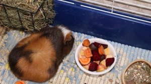 Как приучить морских свинок к рукам. Приручение морской свинки