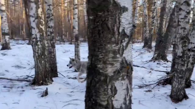 Игры Вакая_гонки и прятки смотреть онлайн