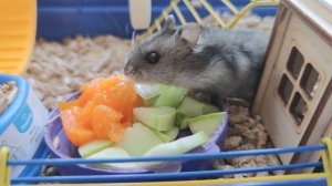 Кормим хомяков | Хомяки едят овощи | Джунгарики