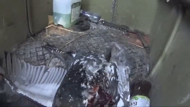 Глухарь с 308 го,не совсем удачное попадание. смотреть онлайн