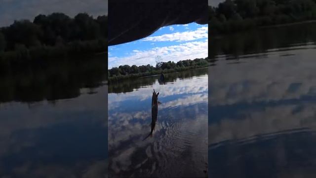 Где ЛЕЩ? СТЕРЛЯДЬ на СПИННИНГ. Рыбалка на реке. #shorts смотреть онлайн