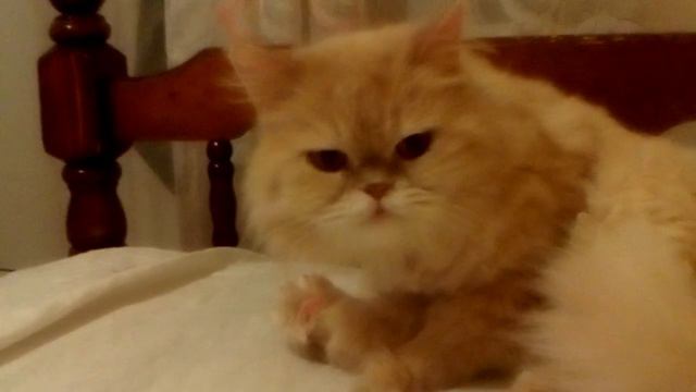 Ми ми мишная киска смотреть онлайн