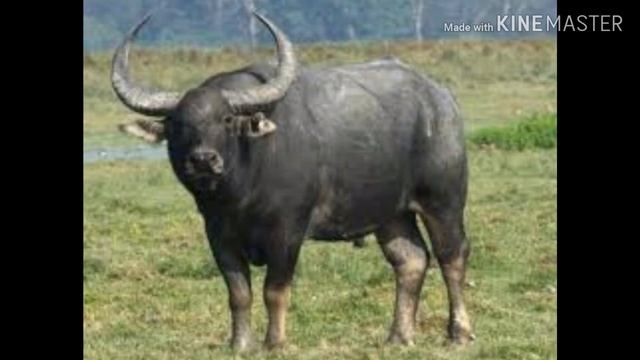 Топ самых сильных травоядных животных смотреть онлайн