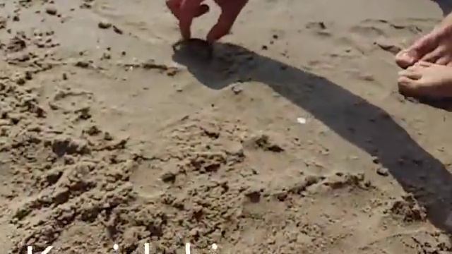 Маленький краб живущий на дне черного моря в Затоке смотреть онлайн