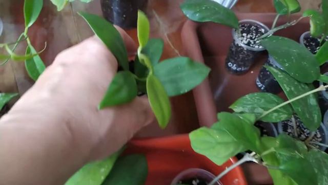 Посылка с Хойями 🌿🍀 смотреть онлайн