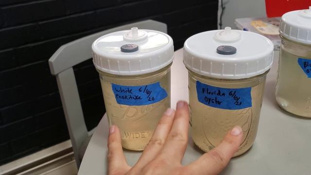 How to Tell if Liquid Culture Has Gone Bad смотреть онлайн