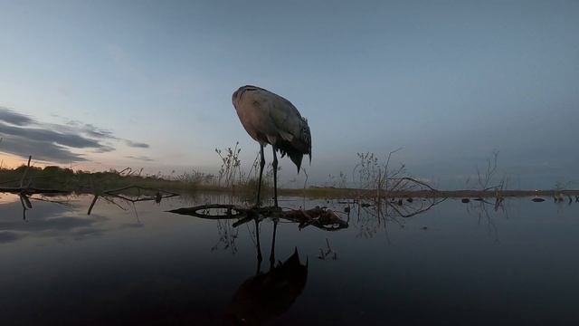 Журавль крупным планом. Серые журавли (Grus grus) с расстояния вытянутой руки. смотреть онлайн