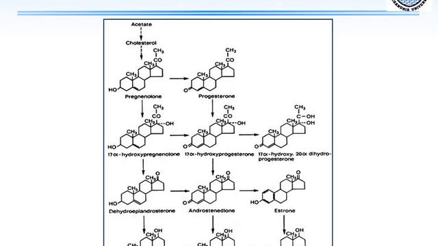 Luteal phase support - English смотреть онлайн