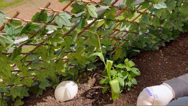 ?пересадка клубники весной / Plantation De Fraises Pour L’été?