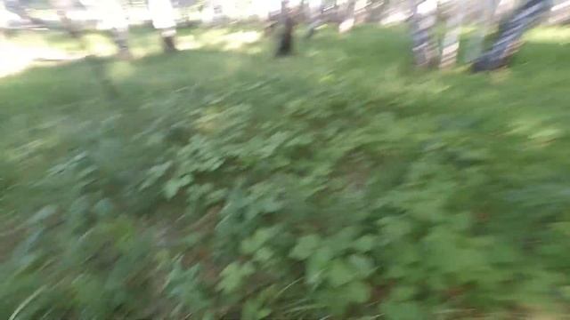 ГРИБЫ ОТ СМЕРТИ/МЫ НА ДАЧЕ/ЛЕС/ЯГОДЫ смотреть онлайн