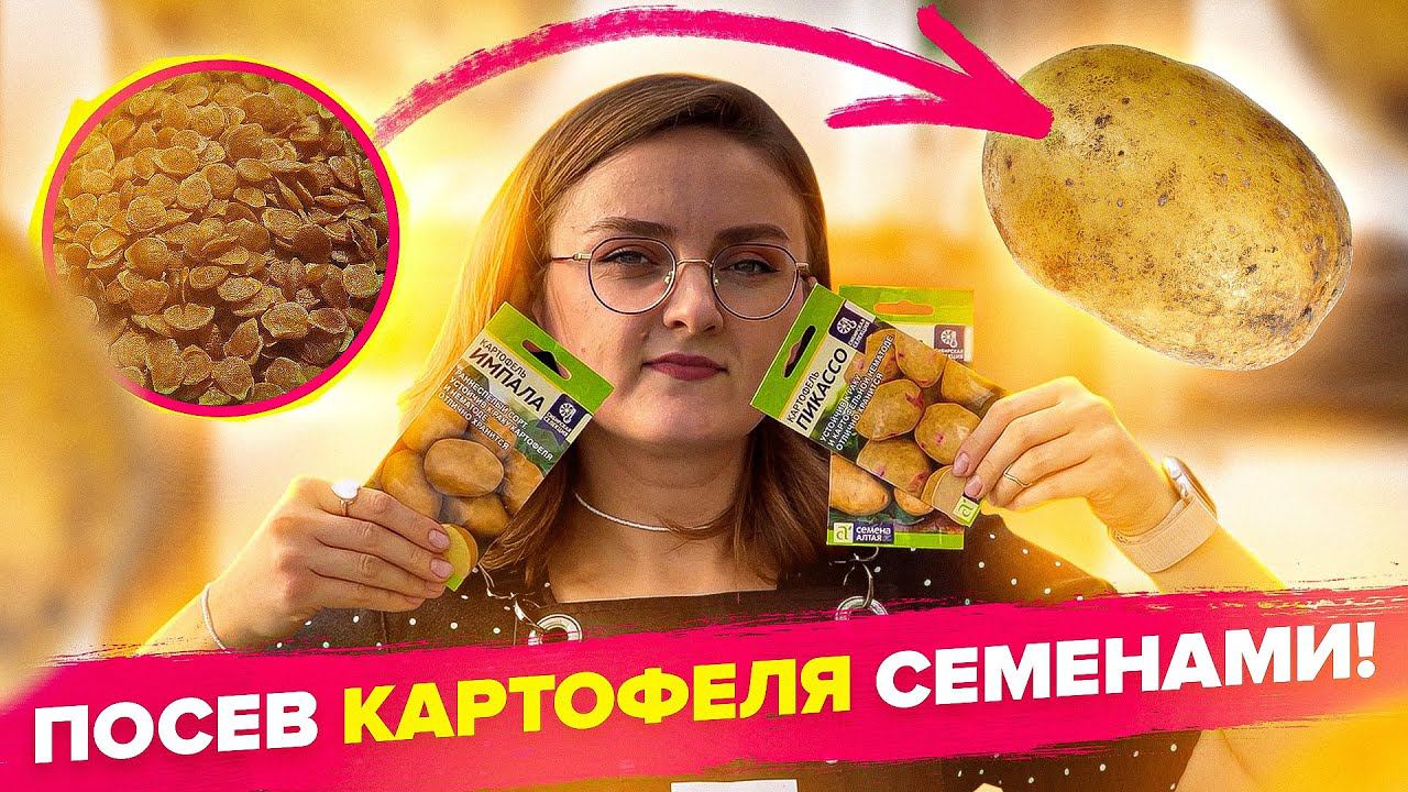 ПОСЕВ КАРТОФЕЛЯ СЕМЕНАМИ! Легко и просто! смотреть онлайн