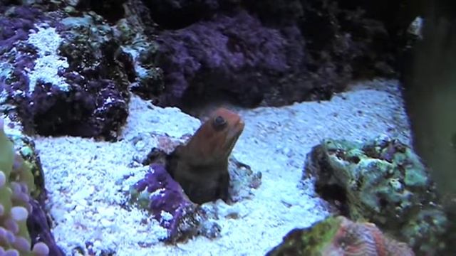 Opistognathus sp. - Rotkopfbrunnenbauer im Kölle Zoo Karlsruhe смотреть онлайн