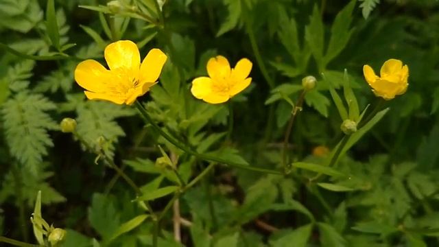 Ветреница лютиковая/Buttercup anemone 30.05.2021 смотреть онлайн