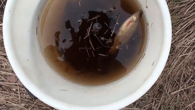 Рыбалка на болоте смотреть онлайн