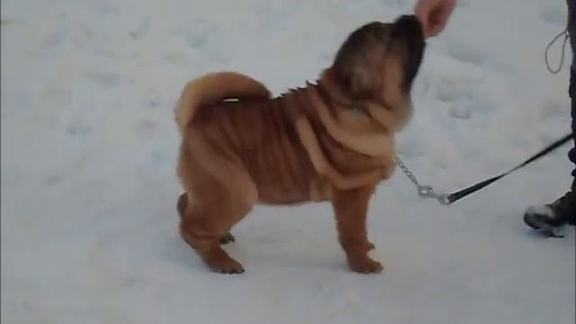 Есенька прогулка смотреть онлайн