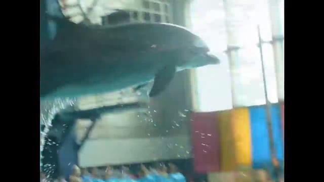 Санкт-Петербург Дельфинарий смотреть онлайн