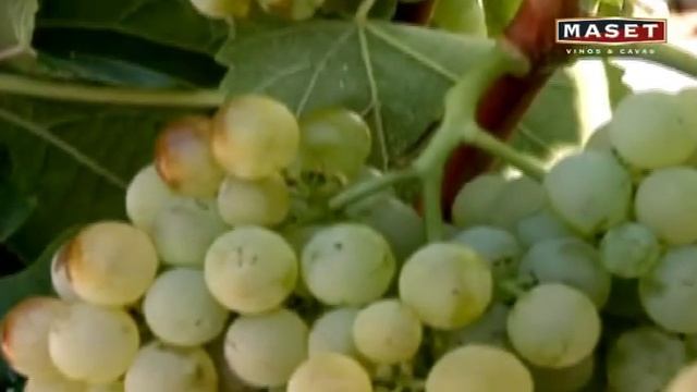 Chapter 04 The life cycle of the vine смотреть онлайн