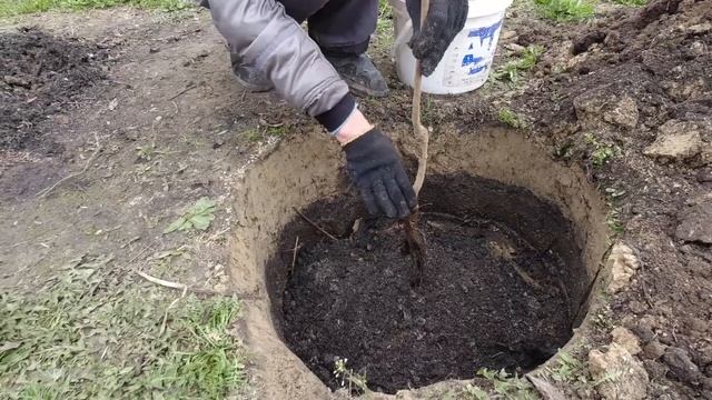 Посадка ХУРМЫ своими руками смотреть онлайн