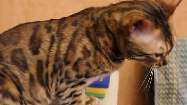 Бенгальская кошка смешно мяукает Bengal cat meows funny смотреть онлайн