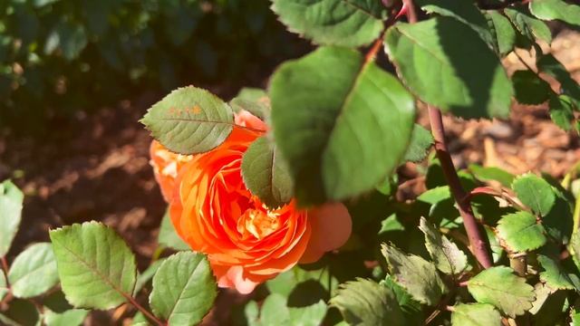 Lady Emma Hamilton смотреть онлайн