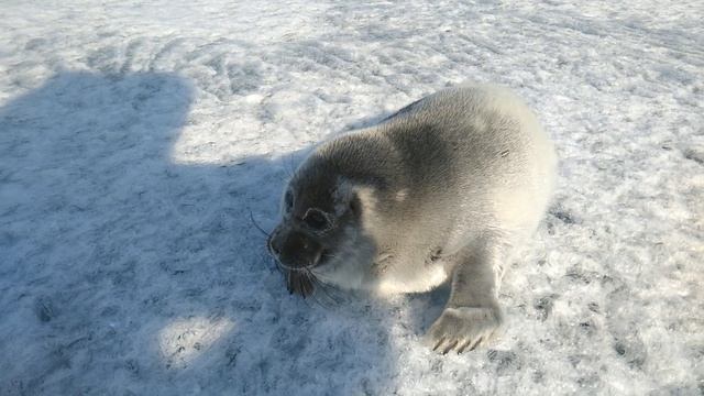 Нерпёнок смотреть онлайн