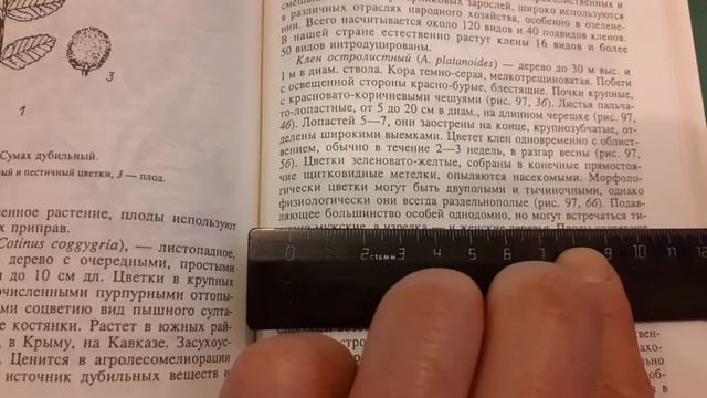 Клены существуют разных полов. Небольшой обзор с книги. смотреть онлайн
